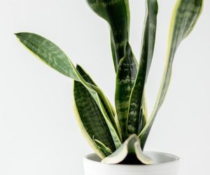 Benefits of Indoor Plants